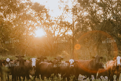 Florida Ranch 7288