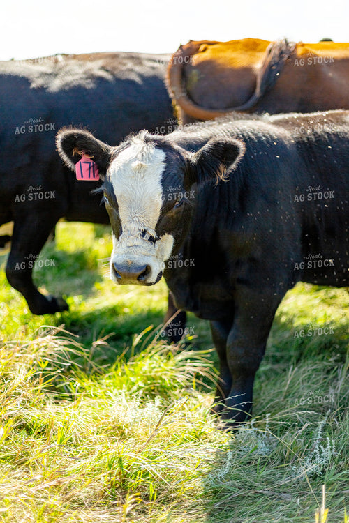 Angus Cross Cattle 155301