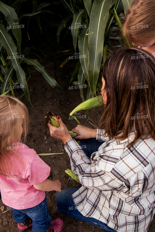 Farm Family Picking Corn 67363