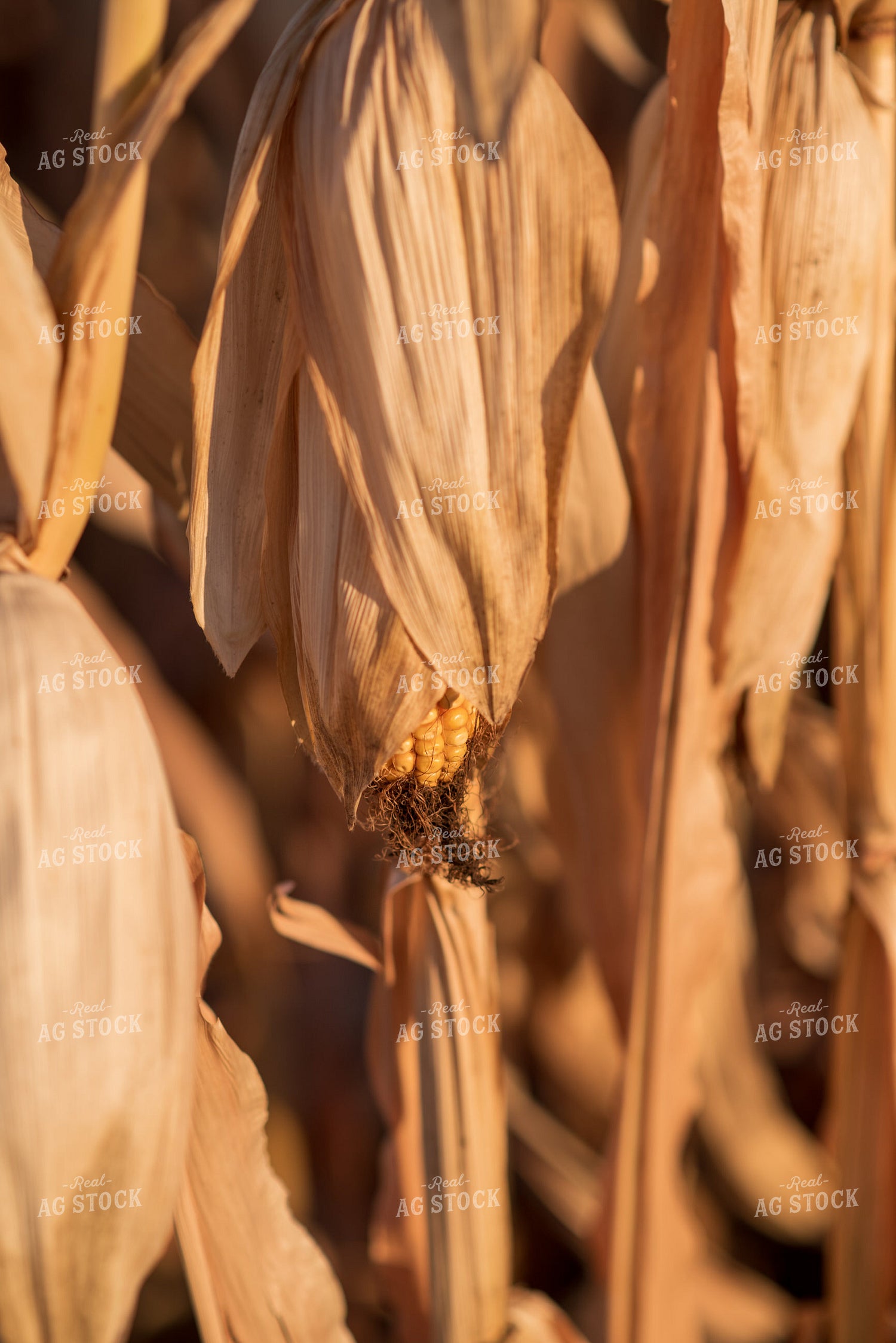 Dried Corn 76721