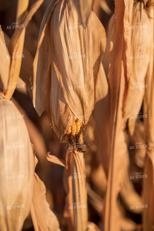 Dried Corn 76721