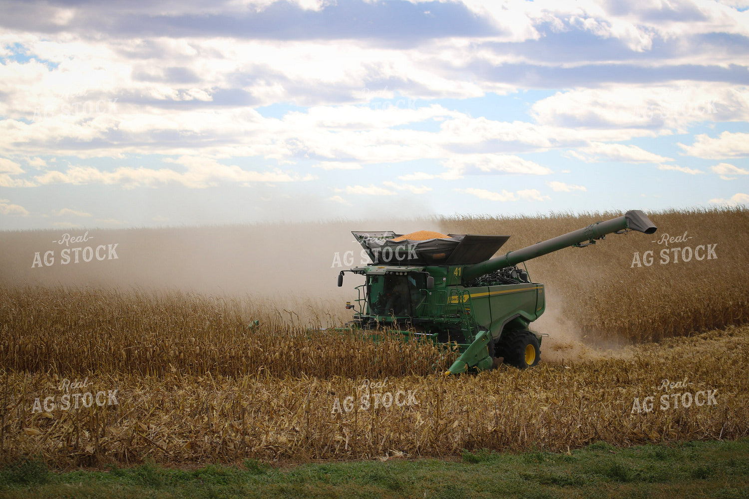 Corn Harvest 82320