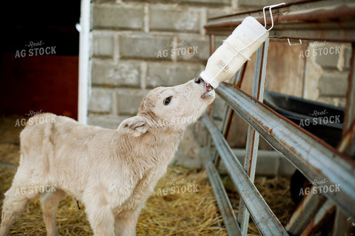Calf - Charolais and Angus Cross 2246