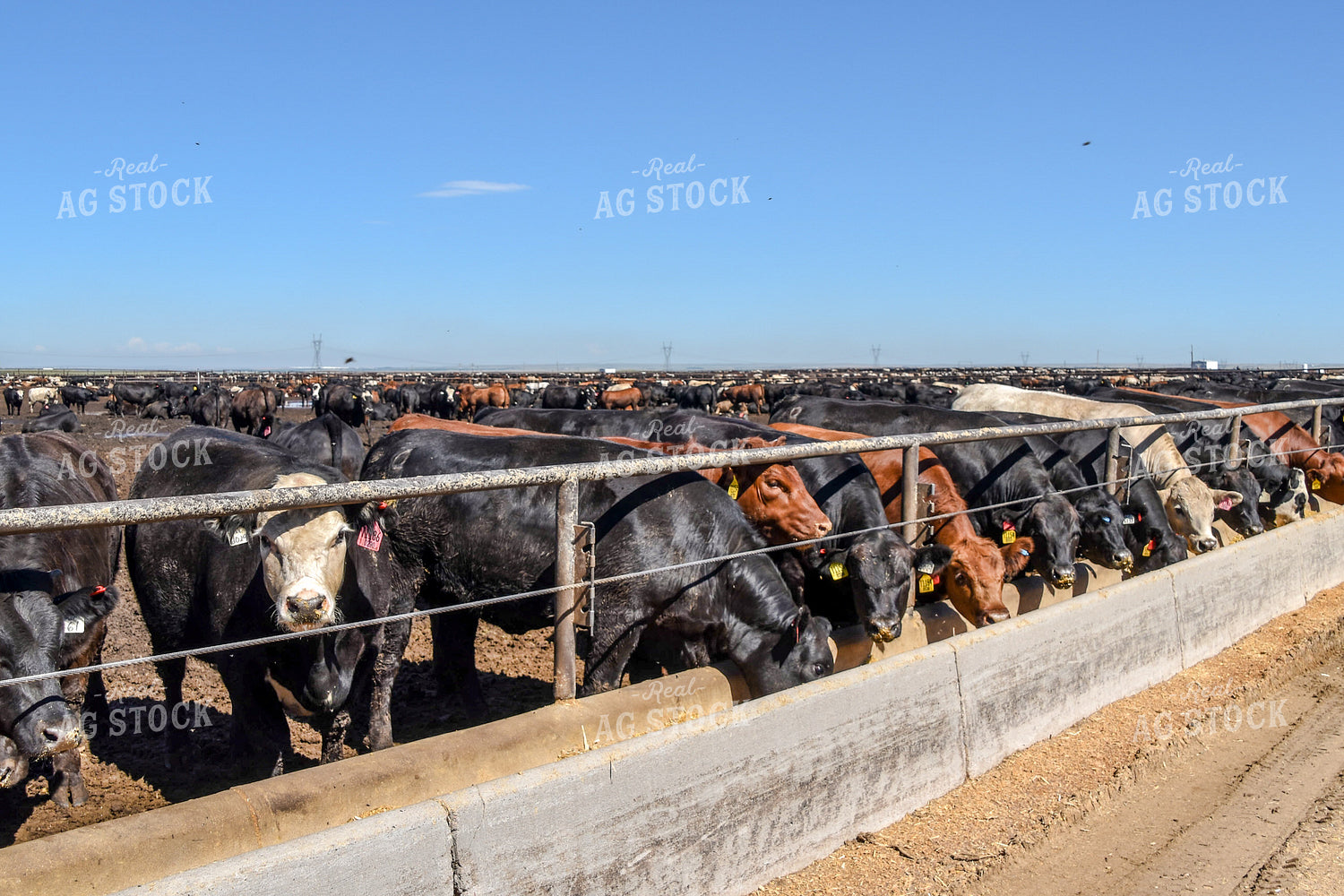 Diverse Cattle Eating From Feed Bunk in Feedlot Pen 56463