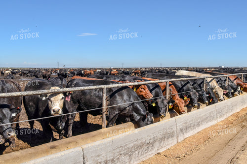 Diverse Cattle Eating From Feed Bunk in Feedlot Pen 56463