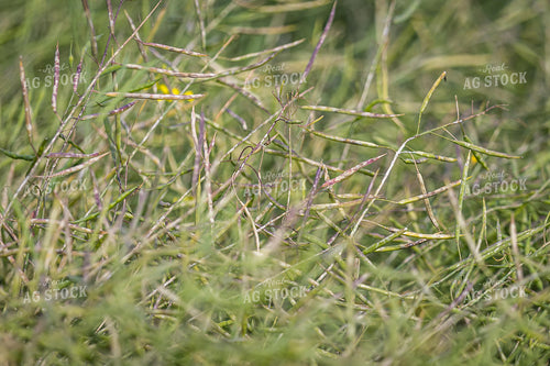 Canola 138089