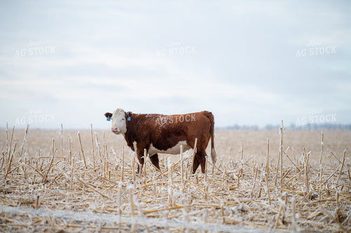 Hereford Cattle on Cornstalks 212177