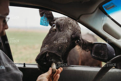 Angus Cattle in Pasture with Head in Car Window 196161