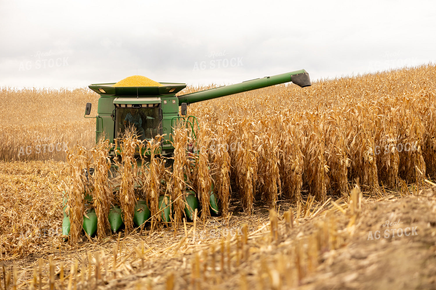 Corn Harvest 194084