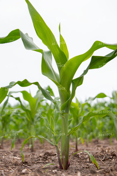 Midseason Corn 157184