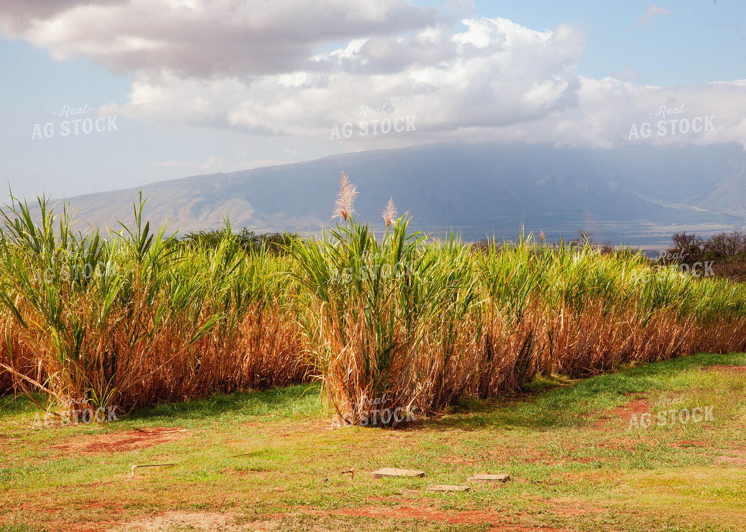 Sugar Cane 132003