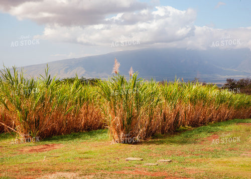 Sugar Cane 132003