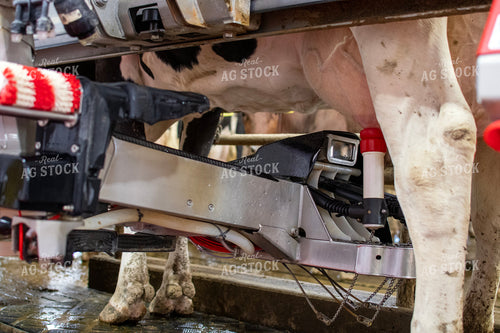 Robotic Milking Unit in Action 271019