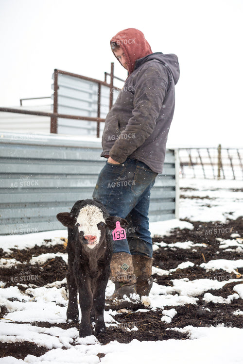 Farmer Checking Calves 155433