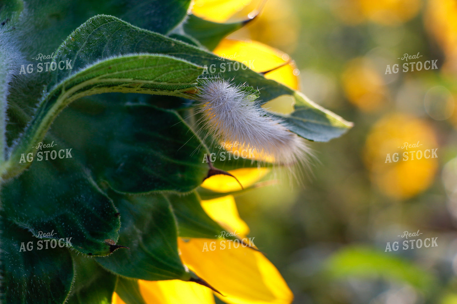 Sunflower with Caterpillar 60036