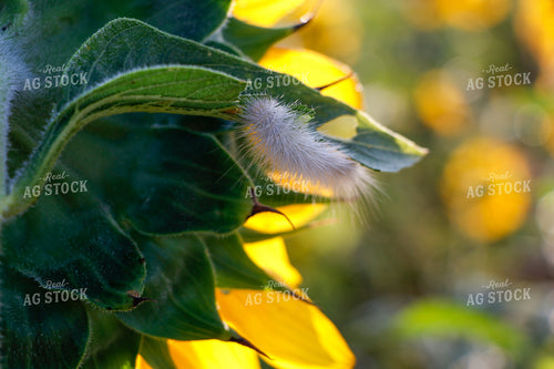 Sunflower with Caterpillar 60036