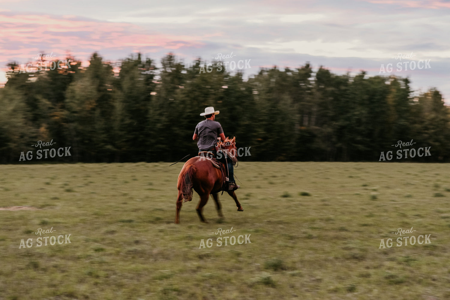 Rancher on Horse in Pasture 64240