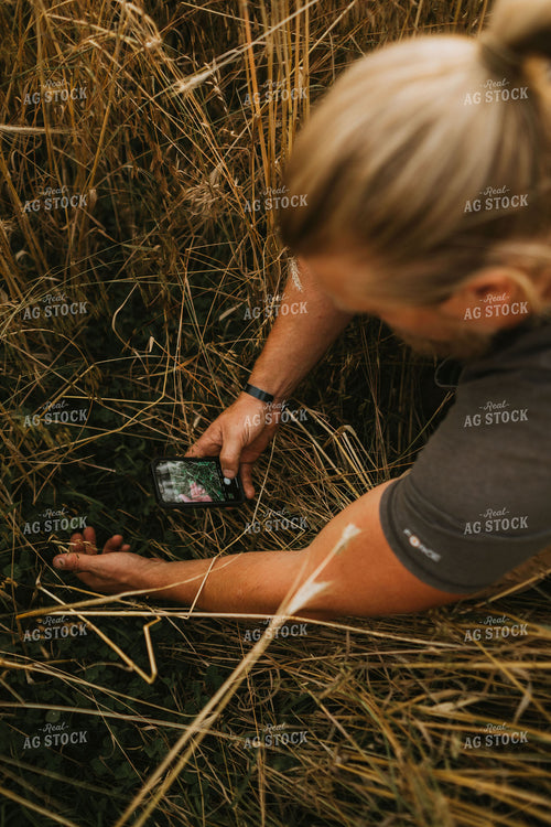 Farmer in Rye Field on Smart Phone 5993
