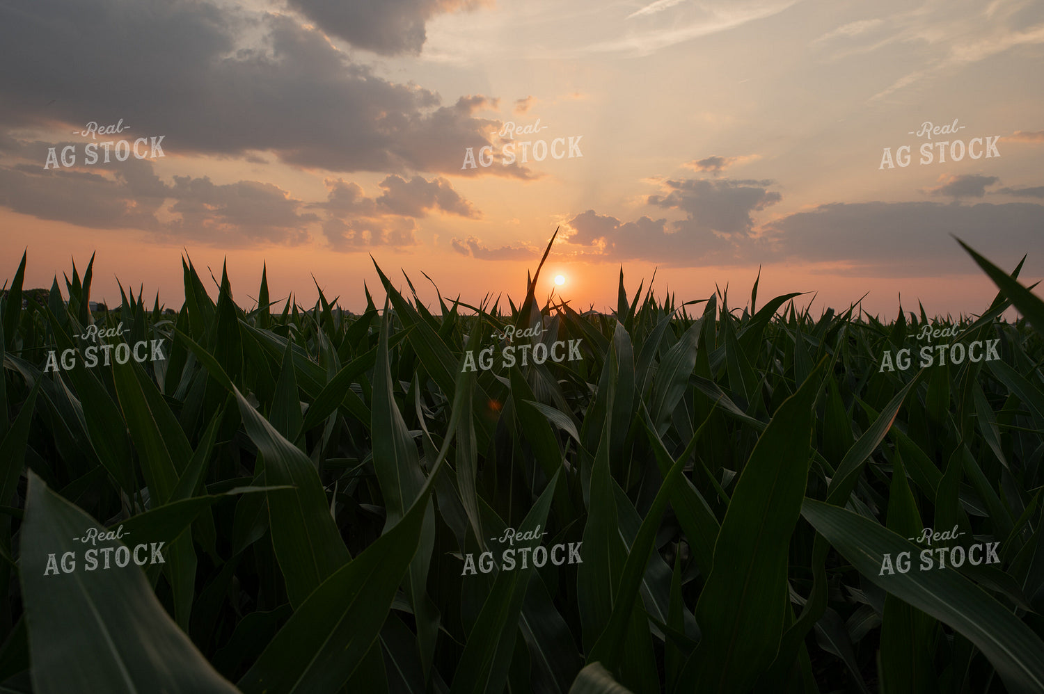 Corn Field 25978