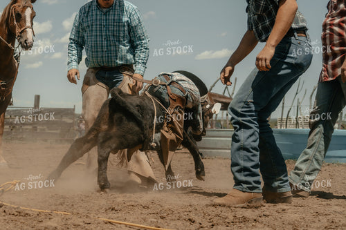 Catching Calves 58240