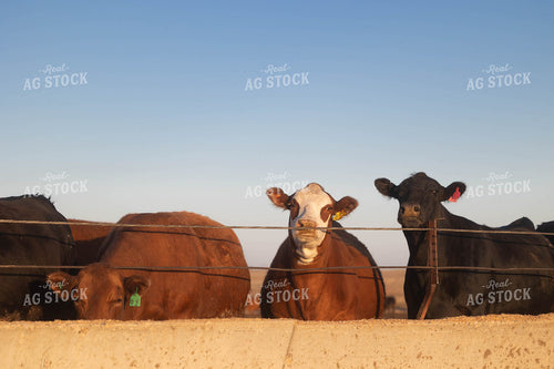 Cattle on Feedlot 72147