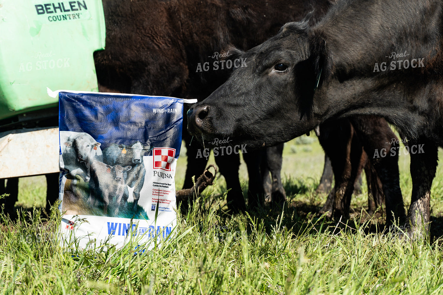 Cattle on Pasture with Mineral Feed and Feeder 65635
