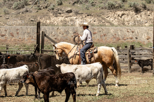 Rancher Roping Cattle on Horseback 188110