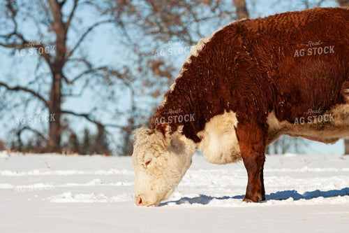 Hereford Cattle in Snow 150032