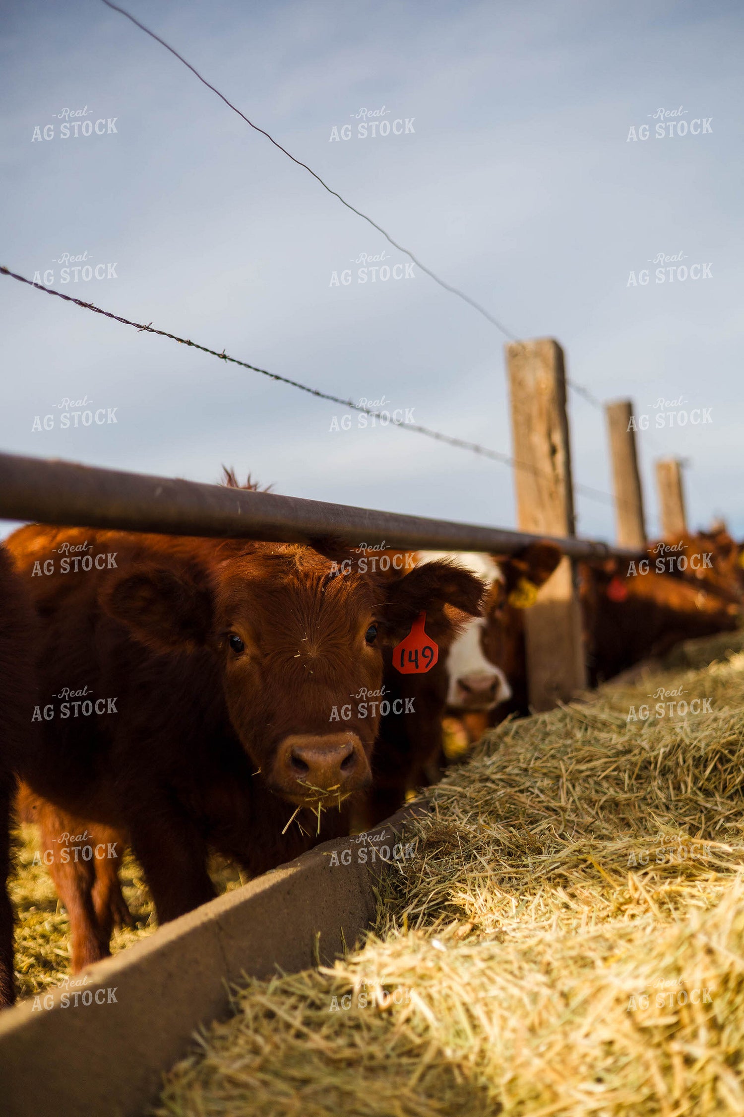 Cattle at Feed Bunk 97265