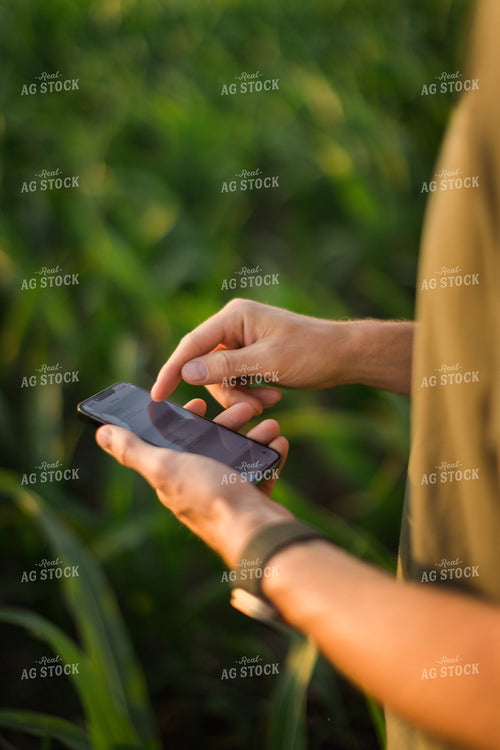 Farmer Using Phone in Corn Field 8162