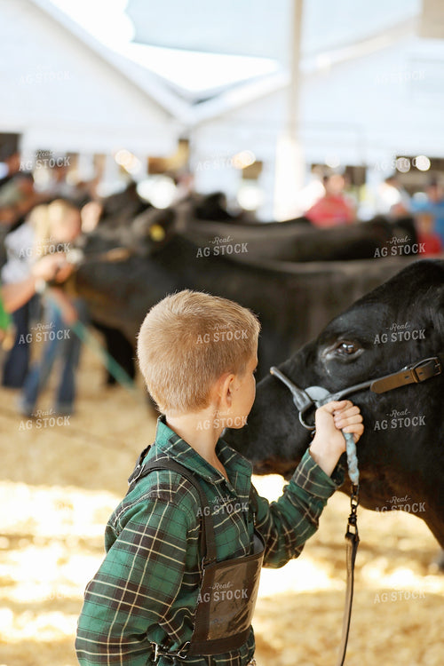 Showing Cattle 127099