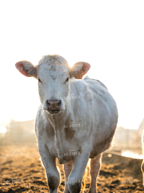 Charolais Cattle 219023