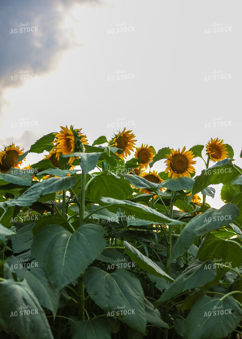 Sunflowers 160204