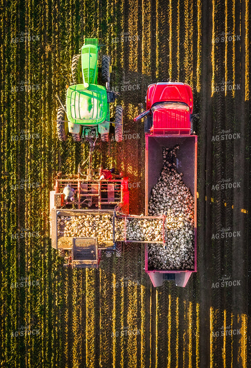 Aerial Sugar Beet Harvest 56565
