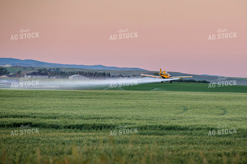 Crop Duster Sprays Growing Field at Sunset 81128