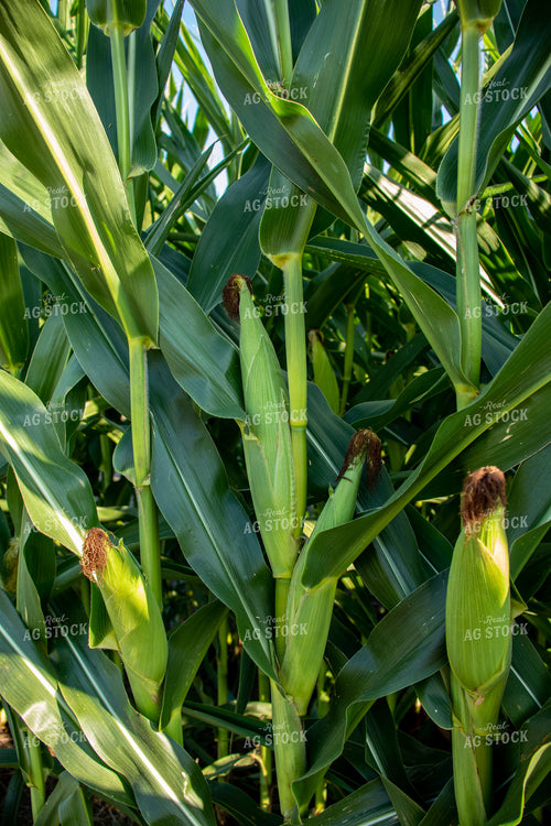 Green Corn Field 67133