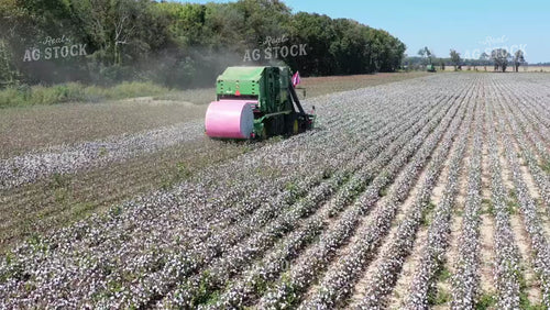 Cotton Harvest 79437