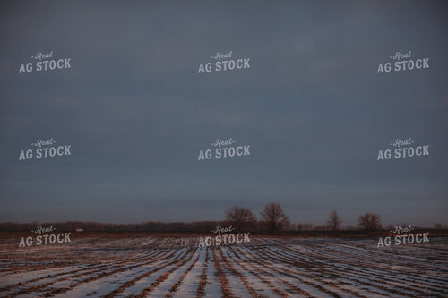 Snowy Harvested Soybean Field 3799