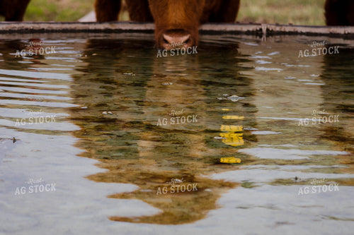 Reflection of Red Angus Cow Drinking at Water Trough 97159