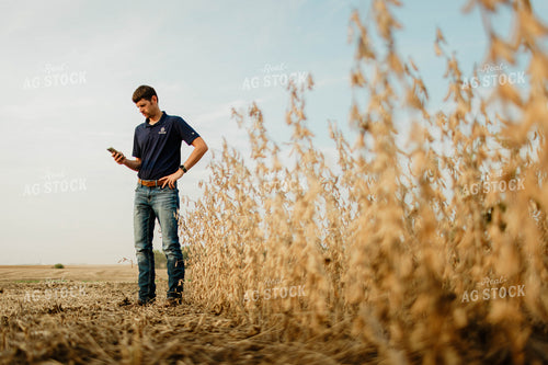 Farmer Using Phone in Soybean Field 8662