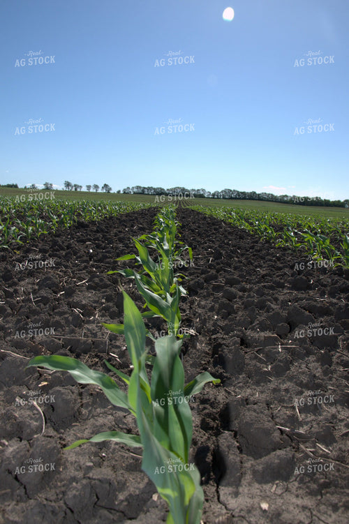 Midseason Corn 277011
