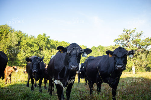 Cattle on Pasture 268420