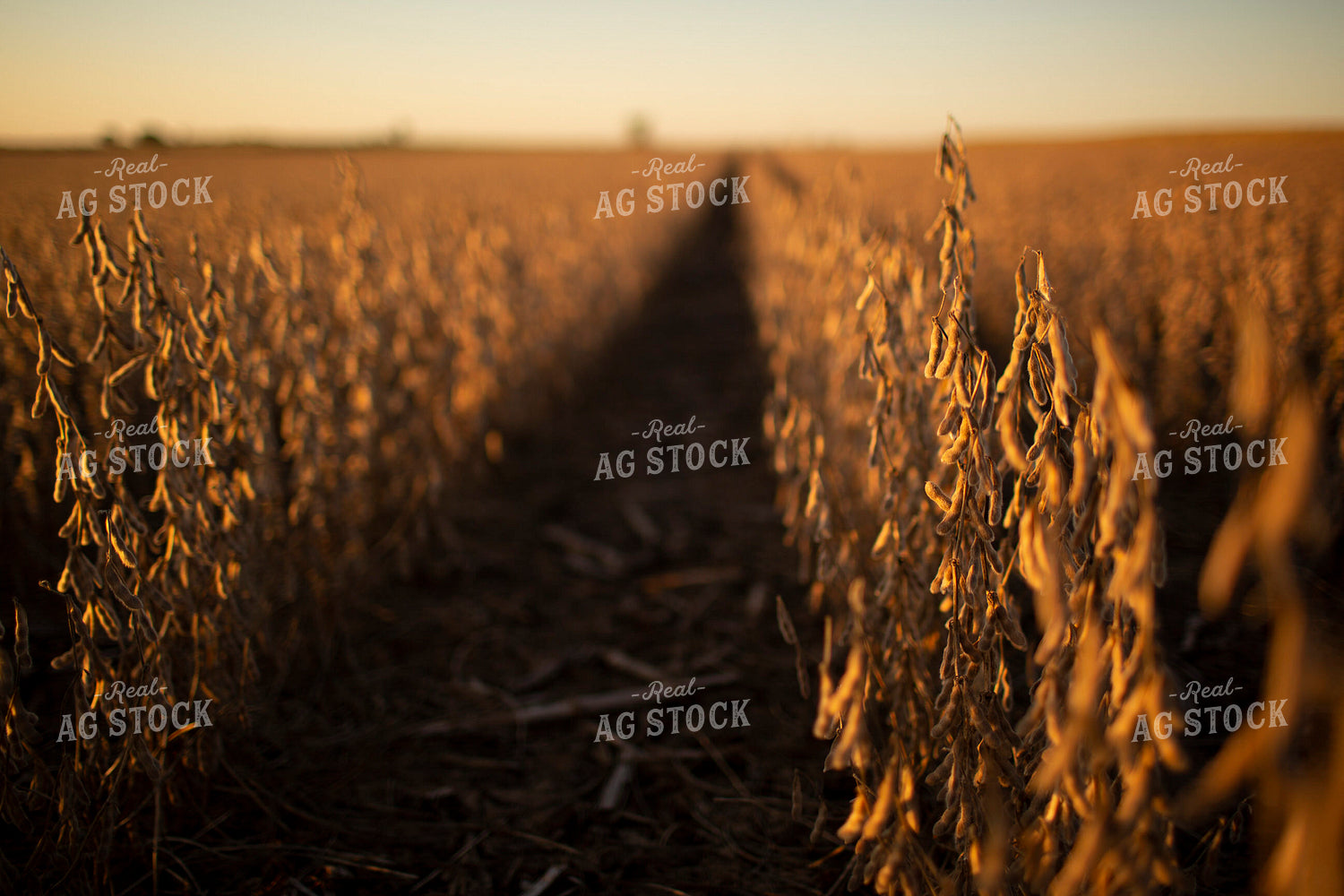 Soybeans - Dry 2467