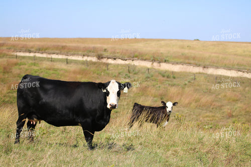 Black Baldy Cow Calf Pair on Pasture 82359