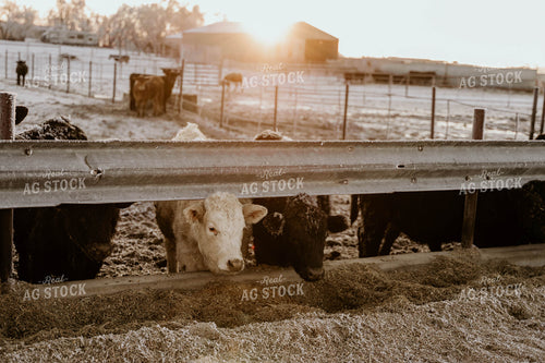 Feedlot 185103