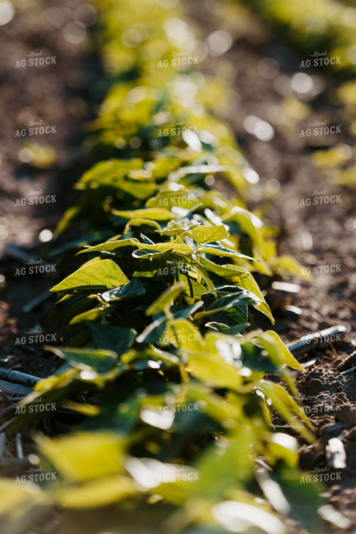 Green Beans 68155