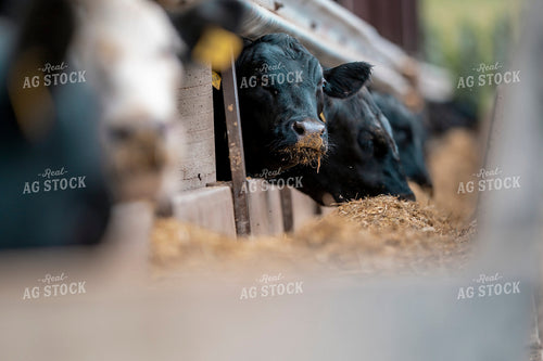 Cattle Eating in Trough 250189