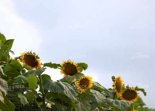 Sunflowers 160189