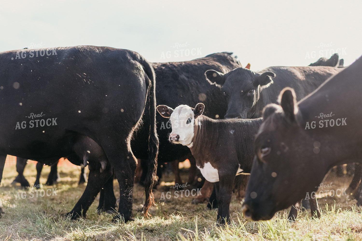 Angus Cattle in Pasture 64329
