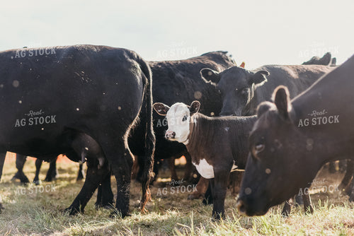 Angus Cattle in Pasture 64329